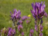 Astragalus onobrychis