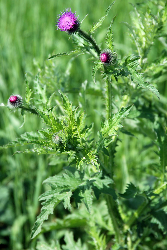 Изображение особи Carduus crispus.