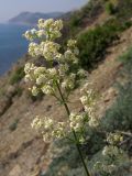 Galium calcareum. Соцветие. Краснодарский край, м/о Анапа, окр. пос. Б. Утриш, обрывисто-осыпной береговой склон. 24.05.2014.