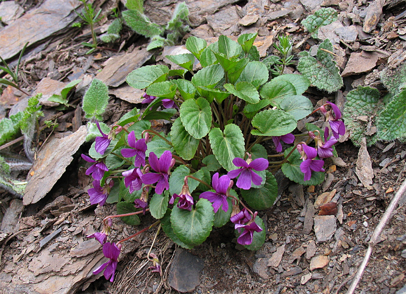 Image of Viola somchetica specimen.