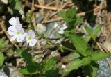 Veronica peduncularis. Верхушка цветущего растения, Архыз, долина р. Аманауз, субальпика, 2070 м н.у.м. 15.06.2014.