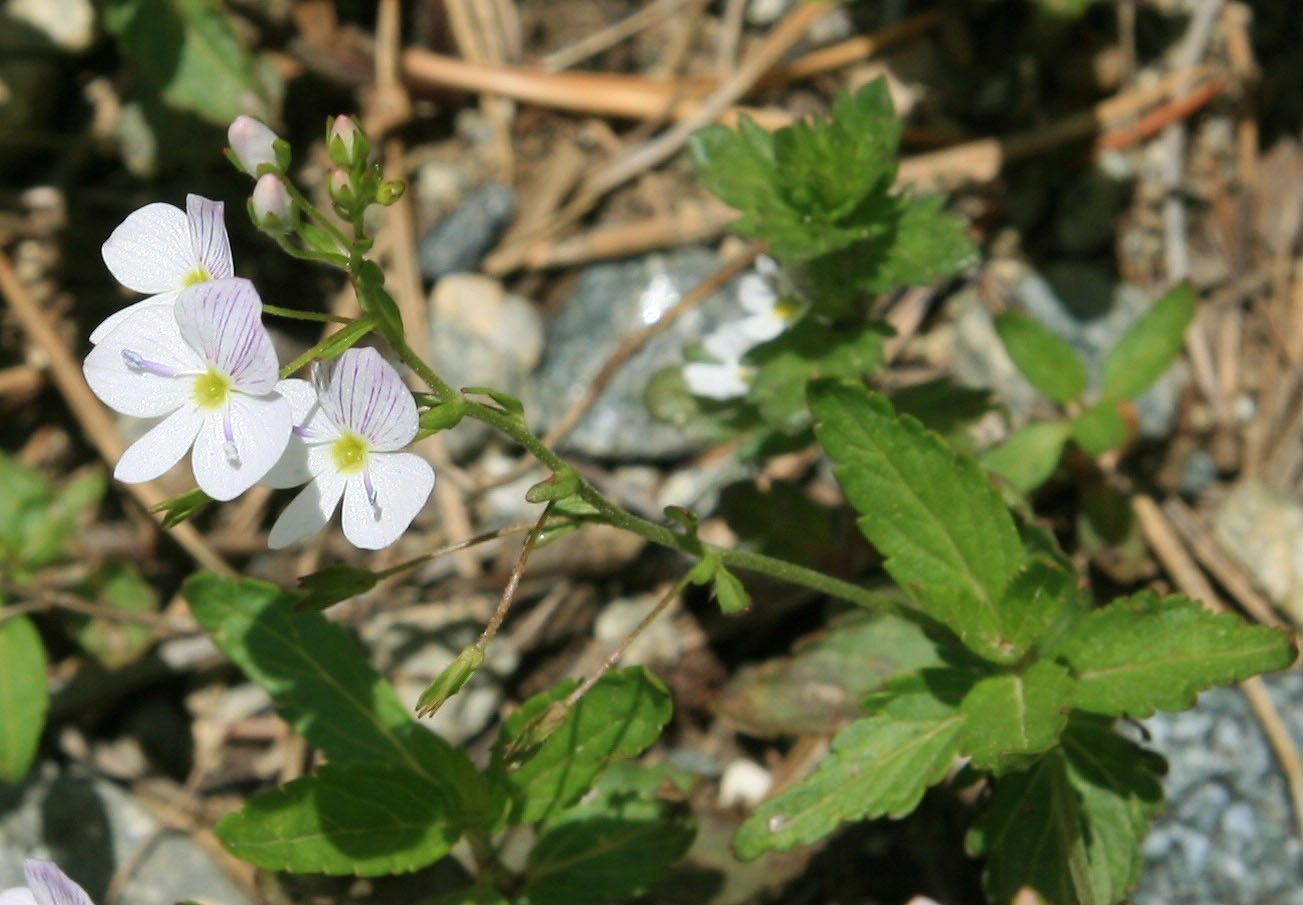 Изображение особи Veronica peduncularis.