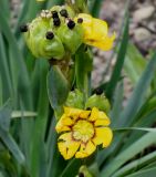 Sisyrinchium macrocarpum. Цветок и невызревшее соплодие. Германия, г. Дюссельдорф, Ботанический сад университета. 02.06.2014.