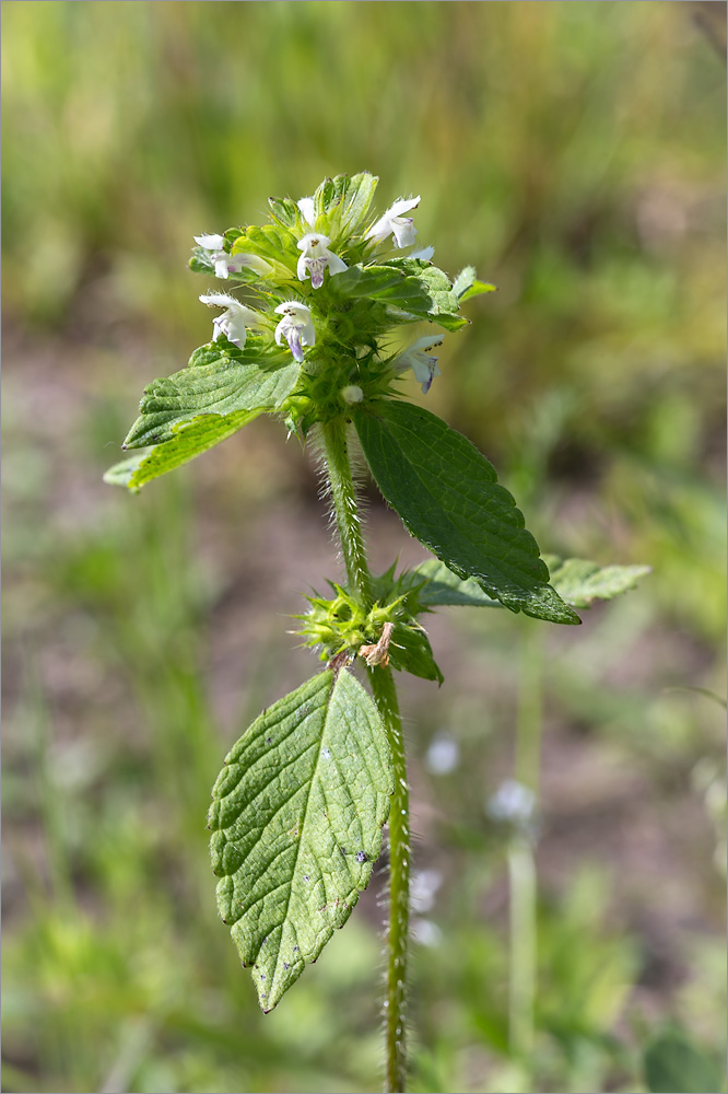 Изображение особи Galeopsis bifida.