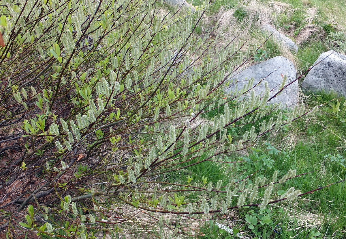 Image of genus Salix specimen.