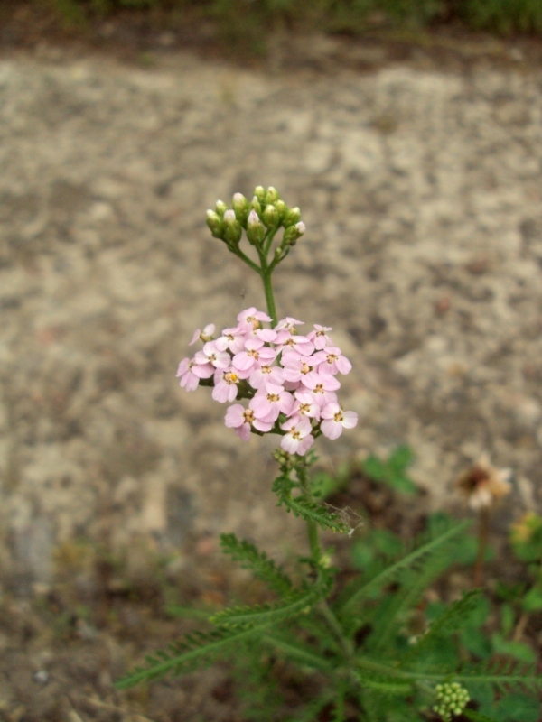 Изображение особи Achillea inundata.