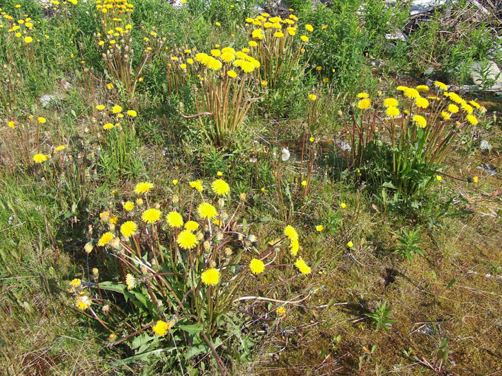 Изображение особи род Taraxacum.