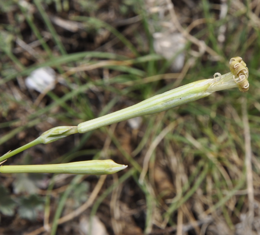 Изображение особи Silene bupleuroides.