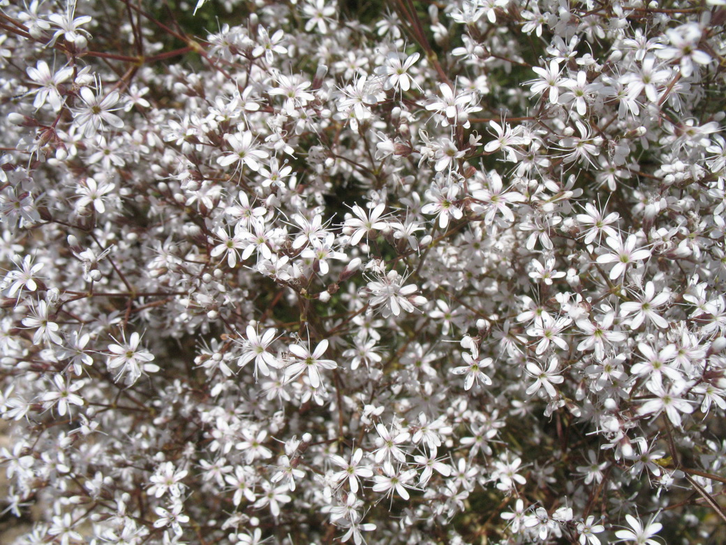 Image of Acanthophyllum gypsophiloides specimen.