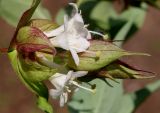 Leycesteria formosa