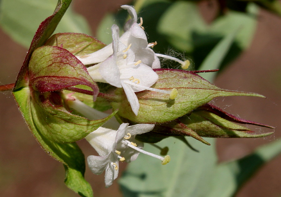 Image of Leycesteria formosa specimen.