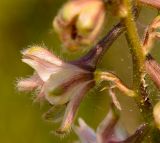 Delphinium ithaburense