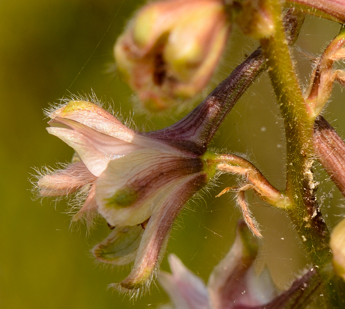 Изображение особи Delphinium ithaburense.