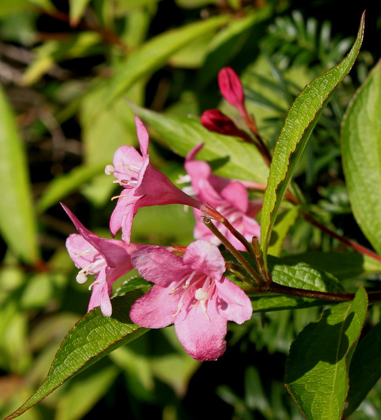 Image of Weigela florida specimen.