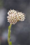 Antennaria dioica. Тычиночные соцветия. Мурманская обл., Печенгский р-н, лишайниково-кустарничковая тундра западнее хр. Муста-Тунтури, берег ручья. 30.07.2014.