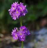 Primula algida