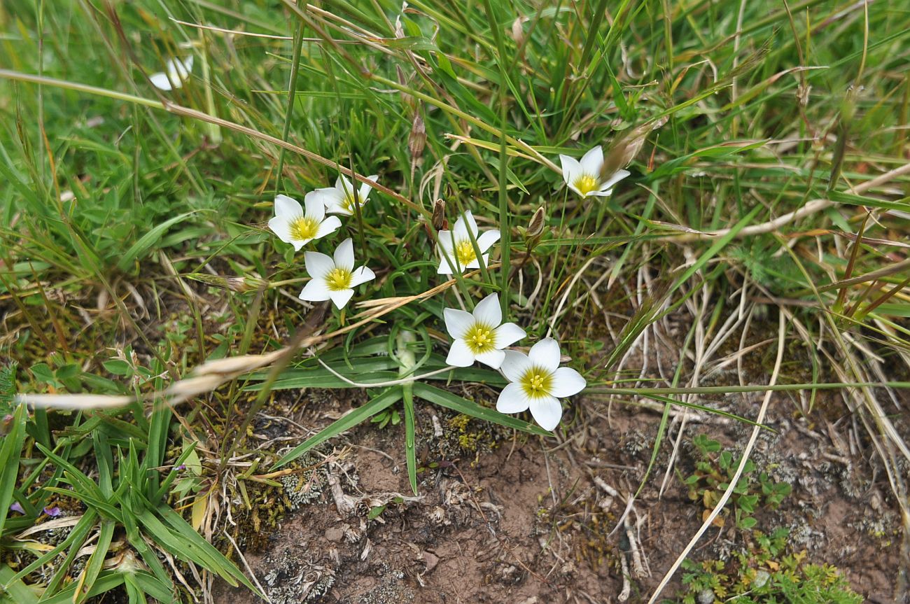 Изображение особи род Gentianella.