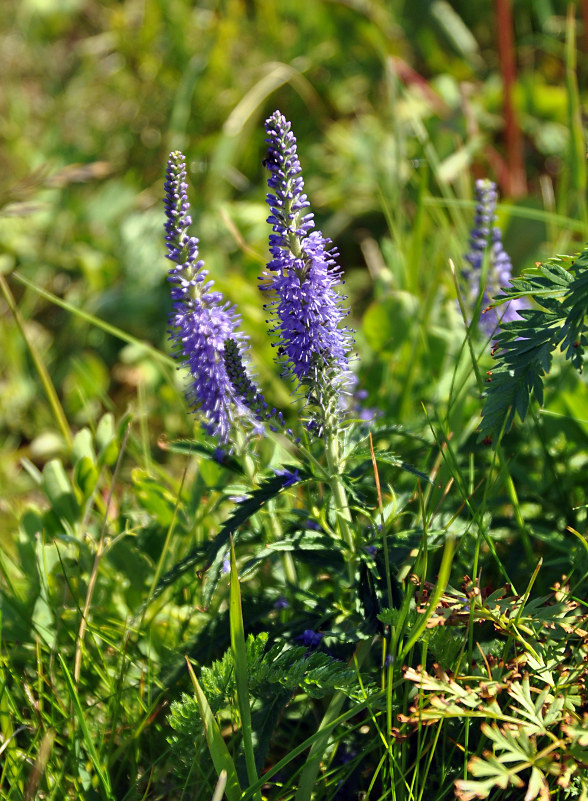 Image of Veronica longifolia specimen.