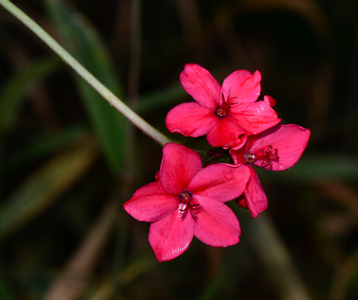 Image of Jatropha integerrima specimen.