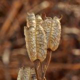 Aconitum coreanum