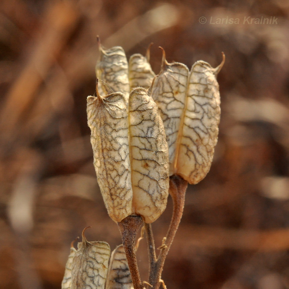 Image of Aconitum coreanum specimen.