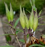 Asclepias incarnata