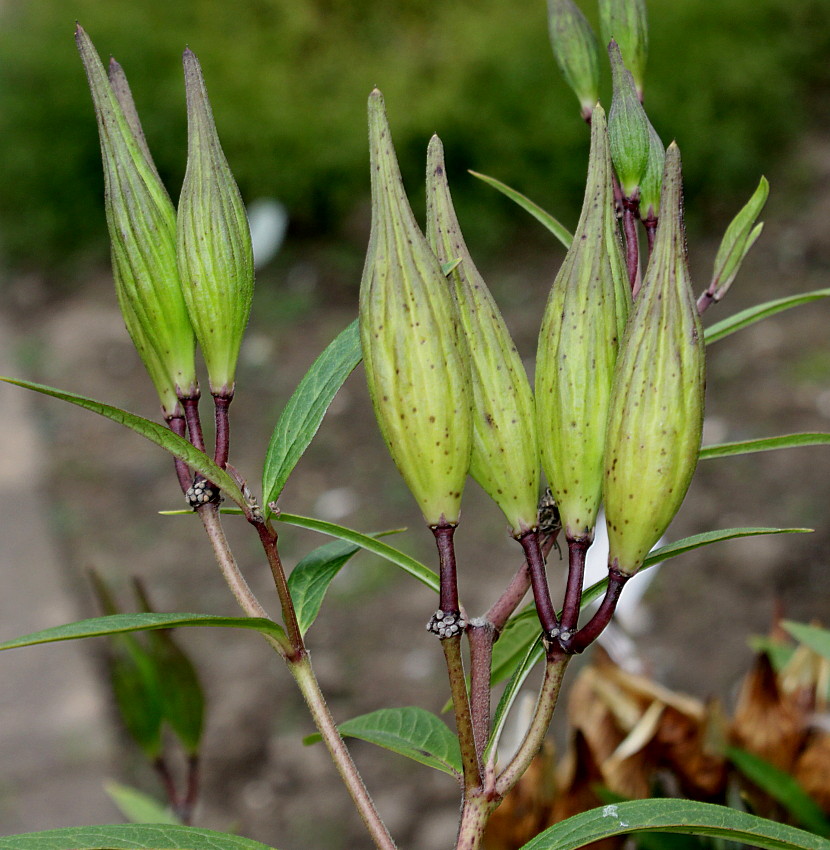 Image of Asclepias incarnata specimen.