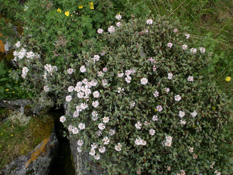 Image of Rhododendron adamsii specimen.