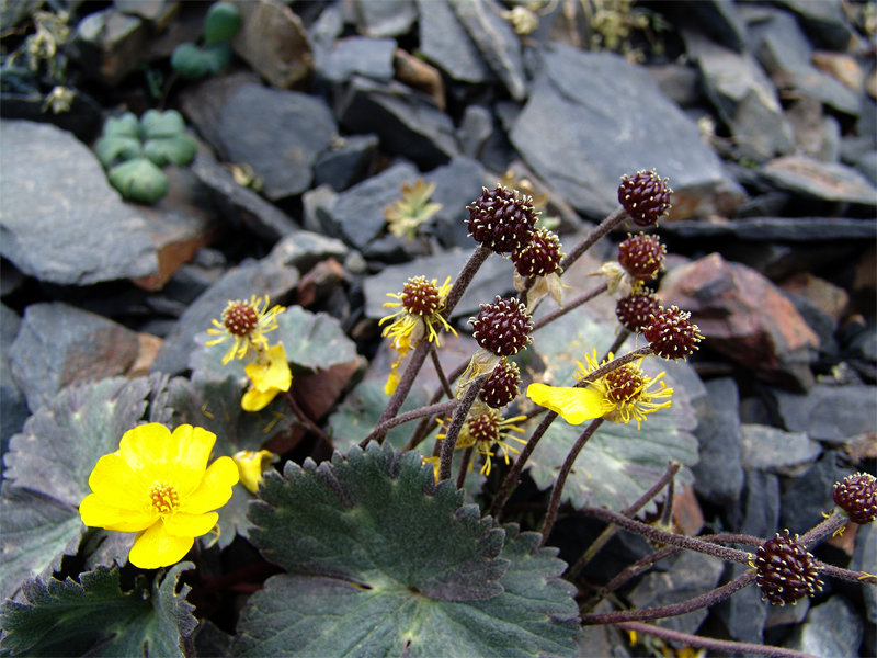 Image of Ranunculus arachnoideus specimen.
