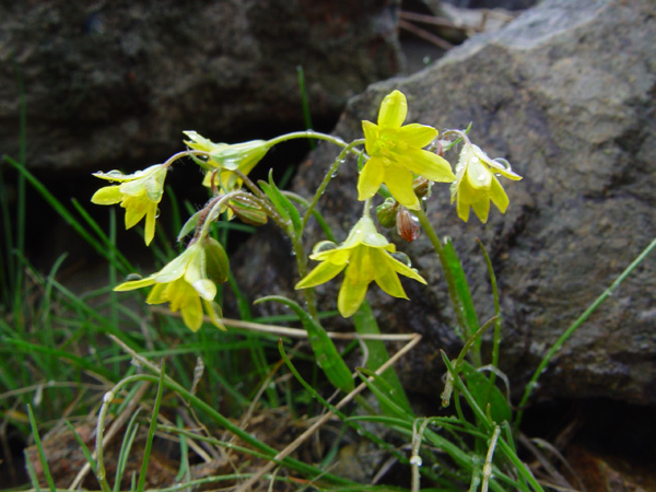 Image of Gagea tenera specimen.