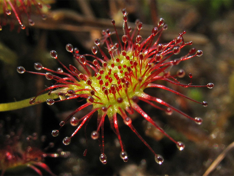 Image of Drosera rotundifolia specimen.