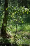 Quercus robur. Молодое растение. Московская обл., Раменский р-н, окр. д. Хрипань, смешанный лес. 23.07.2009.