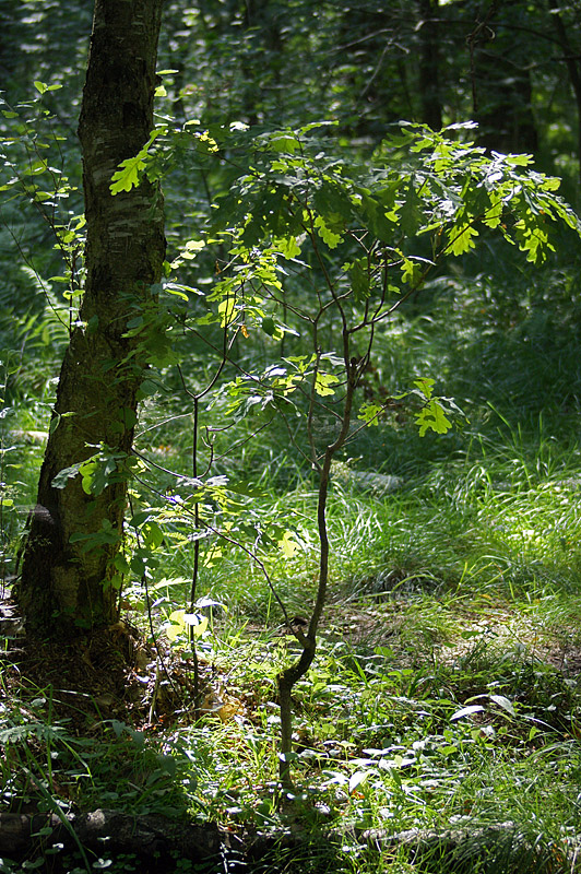 Изображение особи Quercus robur.