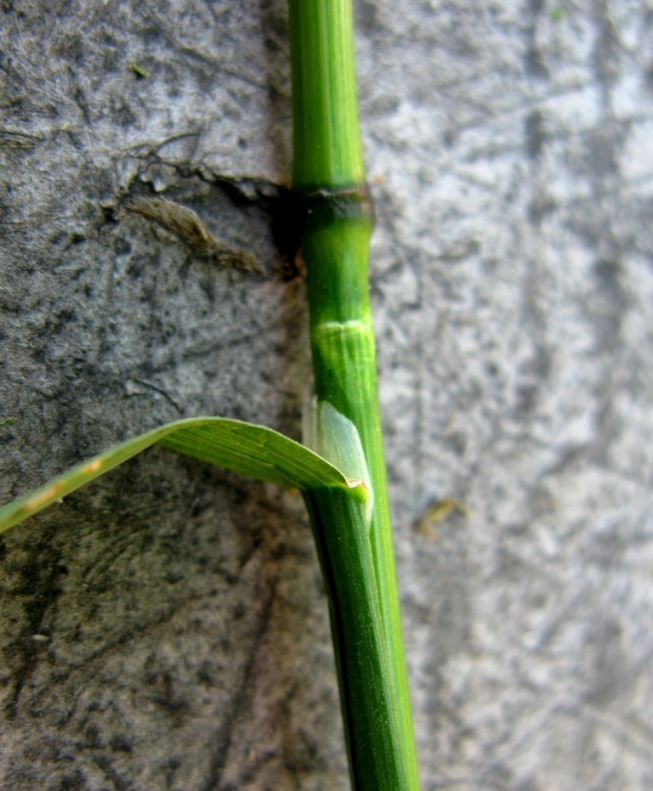 Изображение особи Poa pratensis.