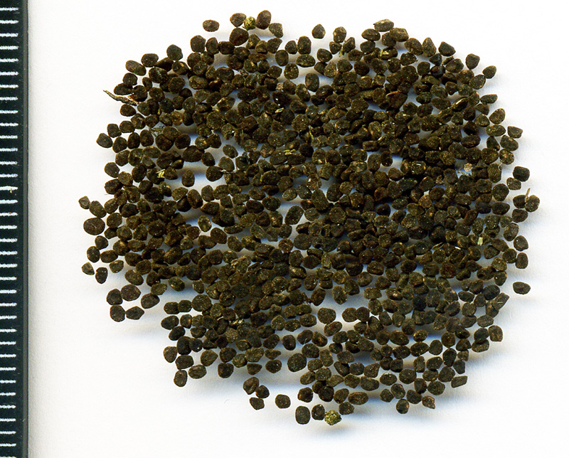 Image of Primula veris specimen.