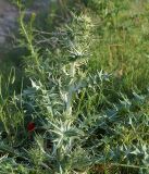 Cousinia polycephala. Молодое растение. Кыргызстан, Чуйская обл., предгорье, склон восточнее с. Орто-Сай. 07.05.2015.