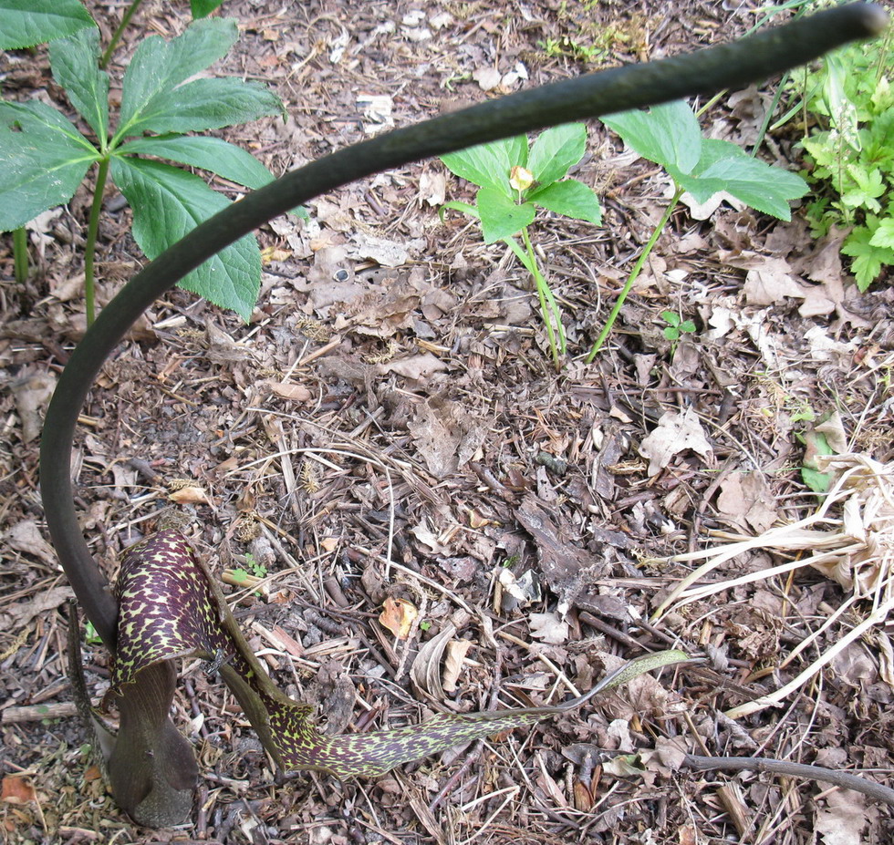 Image of Sauromatum venosum specimen.