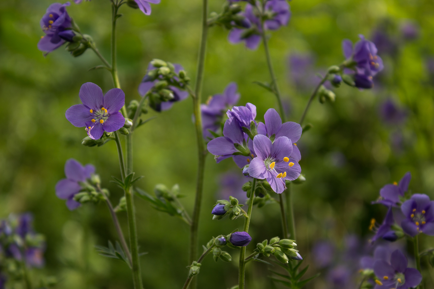 Изображение особи Polemonium caeruleum.