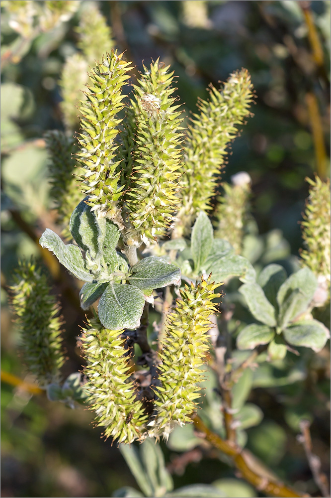 Image of Salix lanata specimen.