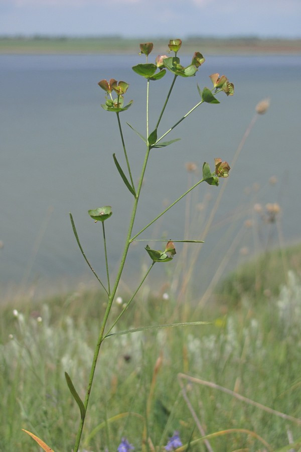 Изображение особи Euphorbia leptocaula.