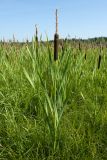 Typha latifolia
