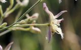 Delphinium barbatum