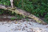 Dischidia nummularia. Вегетирующие растения на стволе дерева. Андаманские острова, остров Хейвлок, прибрежный лес. 01.01.2015.