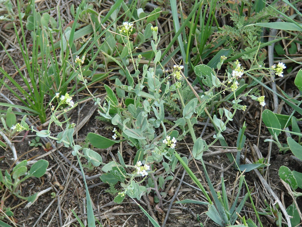 Image of Thellungiella salsuginea specimen.