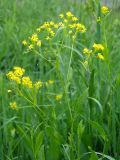 Rorippa austriaca