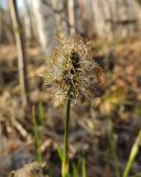 Eriophorum vaginatum. Соцветие. Коми, г. Печора, пойменное болото. 27.05.2013.