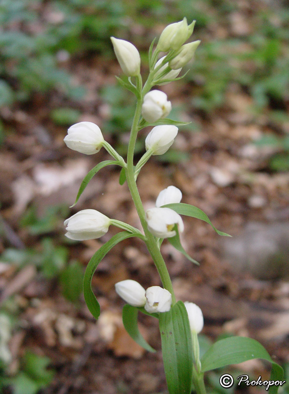 Изображение особи Cephalanthera damasonium.