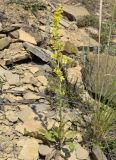 Verbascum lychnitis