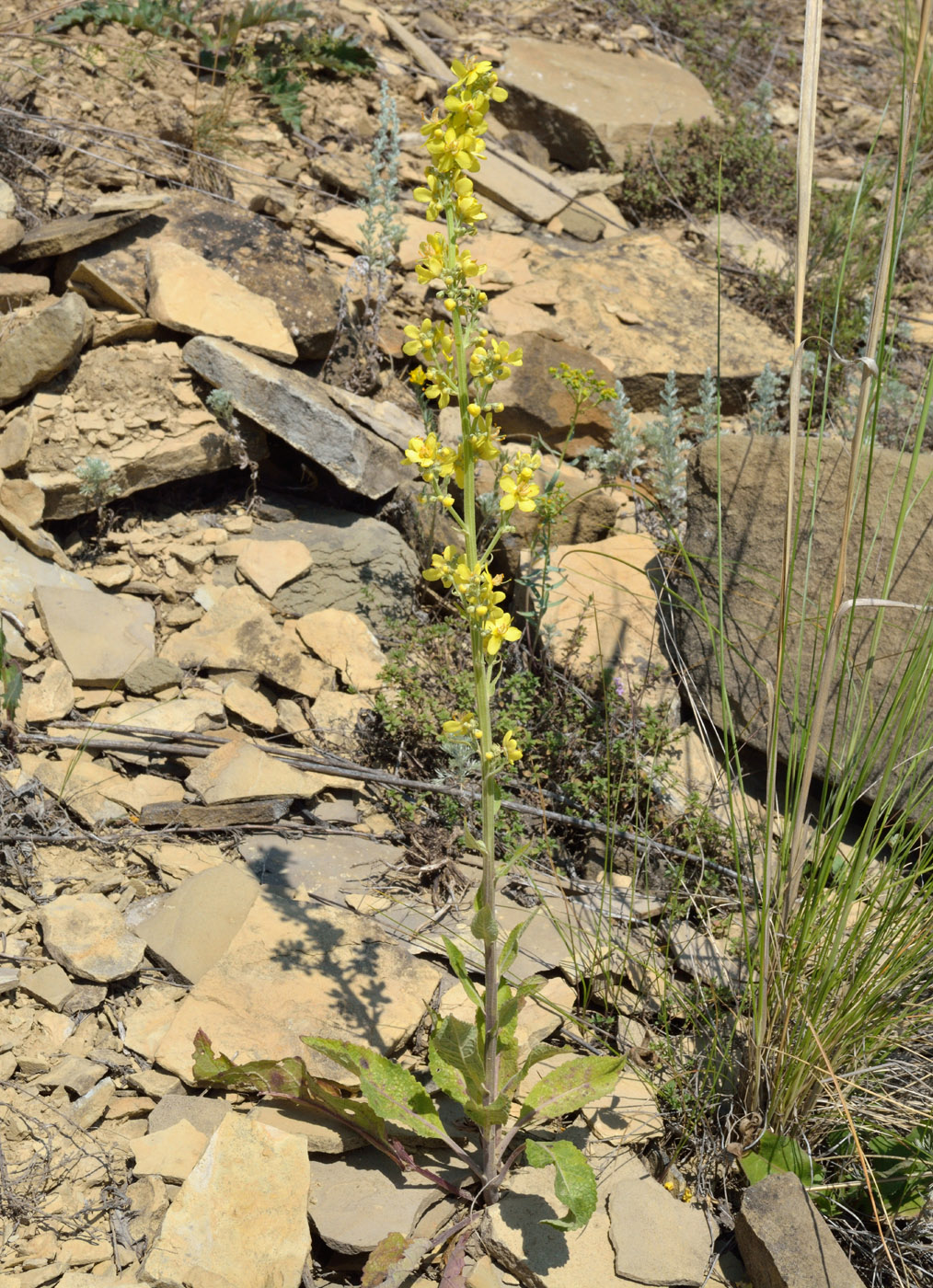 Изображение особи Verbascum lychnitis.