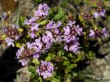 Thymus seravschanicus. Цветущее растение. Кыргызстан, Нарынская обл., левый берег р. Нарын, долина руч. Бурган-Суу. 11.07.2015.